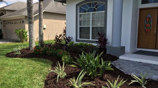 Mulch and Plants
